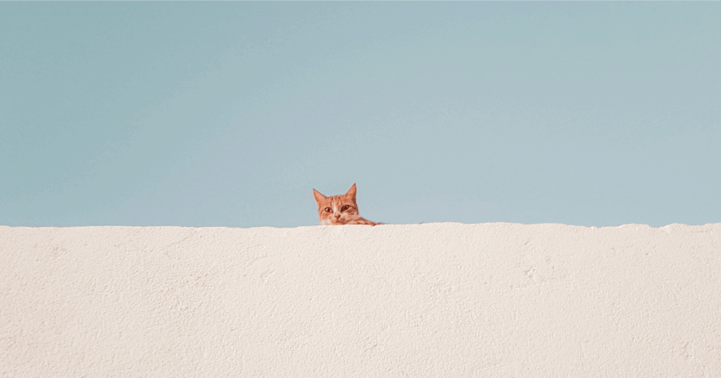 壁に猫の目
