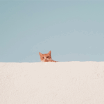 壁に猫の目